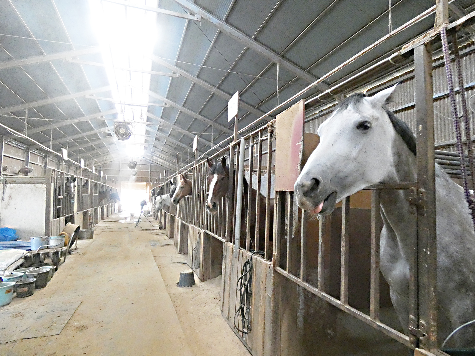 駿ホースクラブのサブ画像