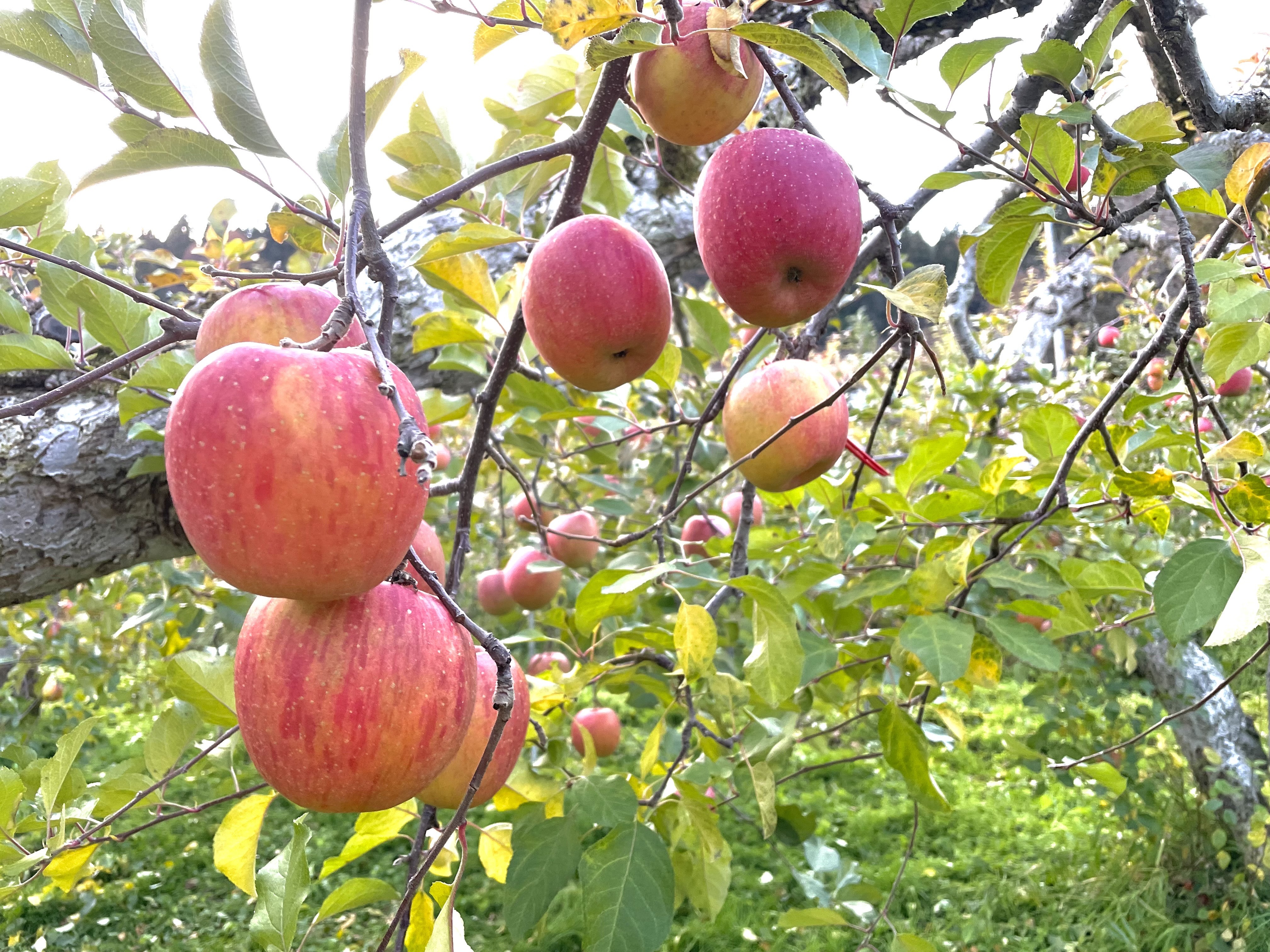 合同会社 馬とのサブ画像