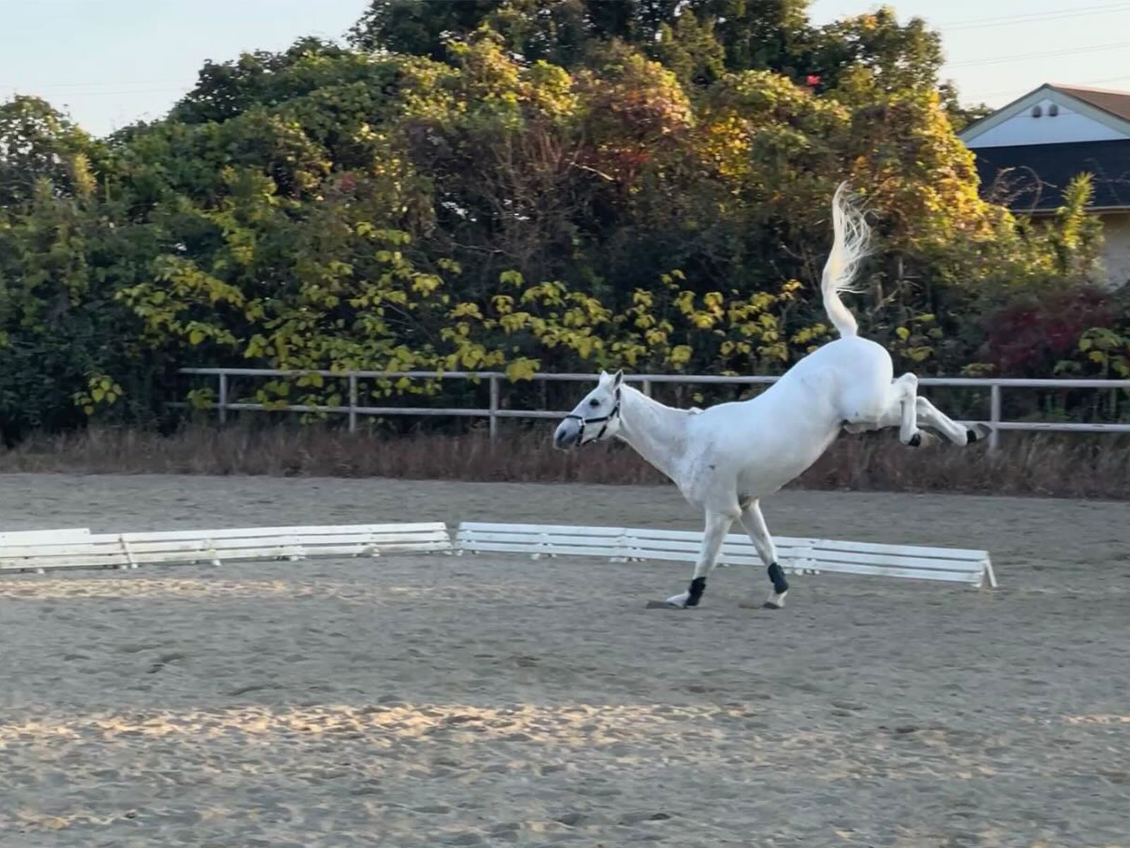 宮崎大学（馬術部）のサブ画像