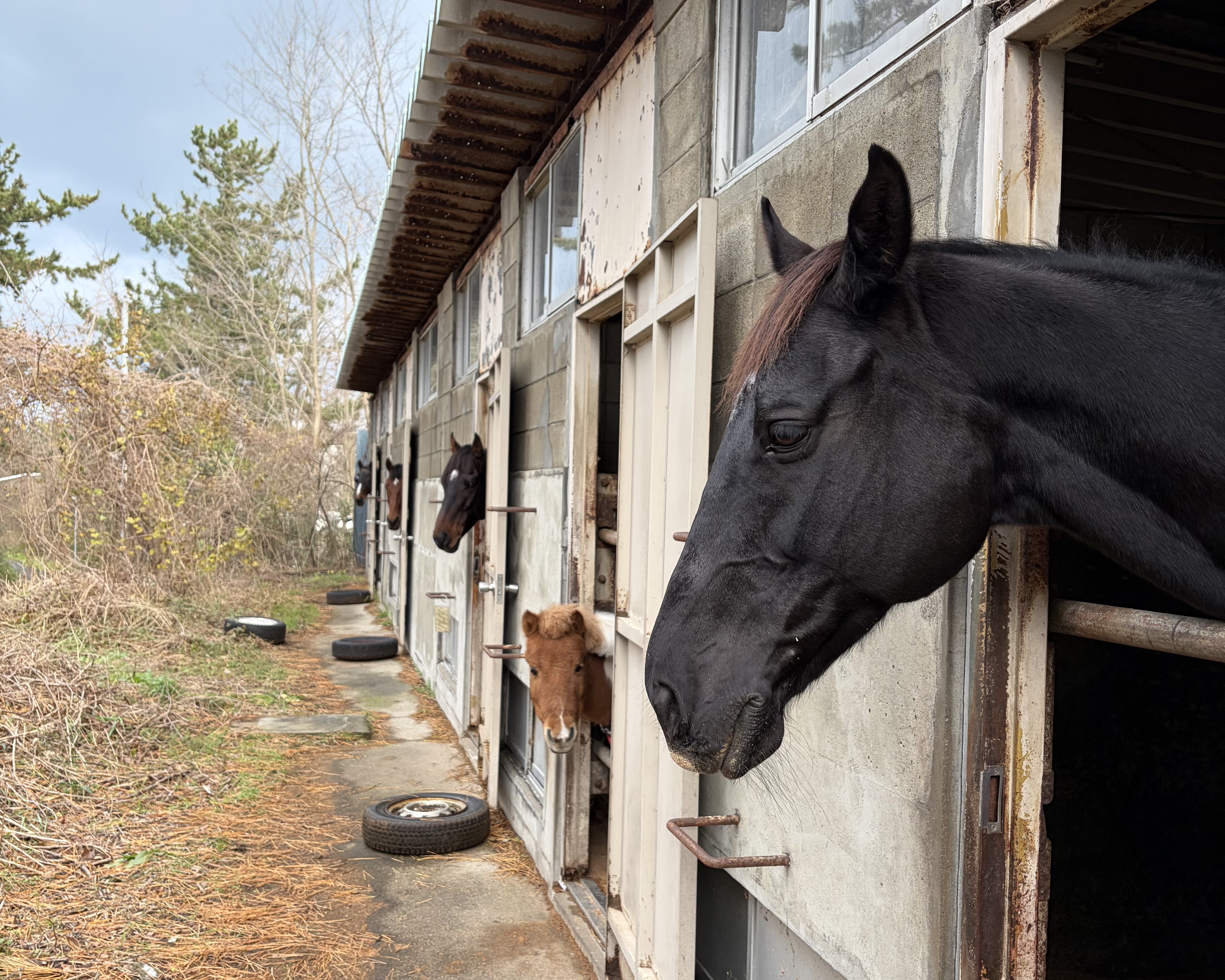 新潟大学 馬術部のメイン画像
