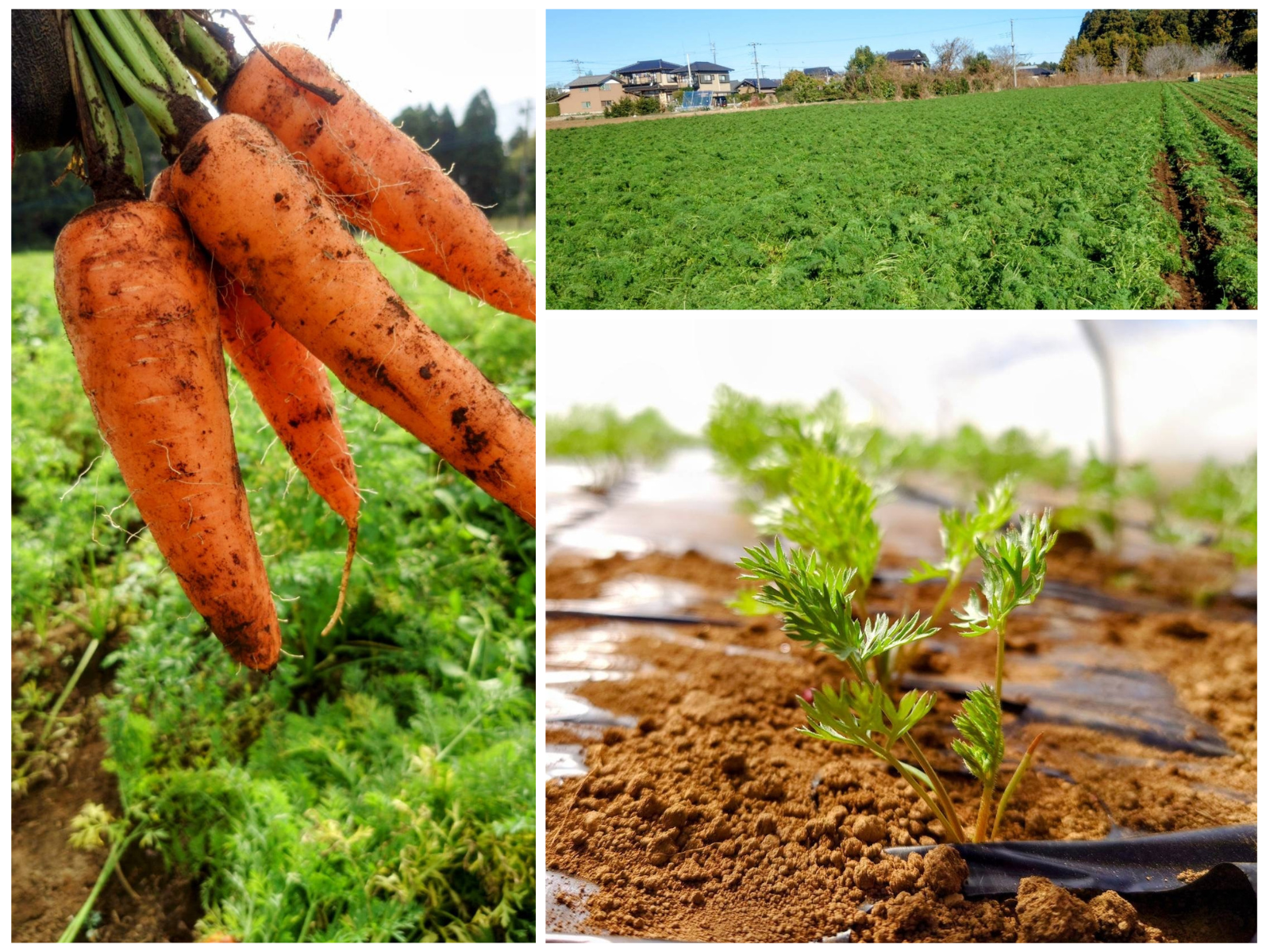 有限会社ゆうふぁーむのサブ画像