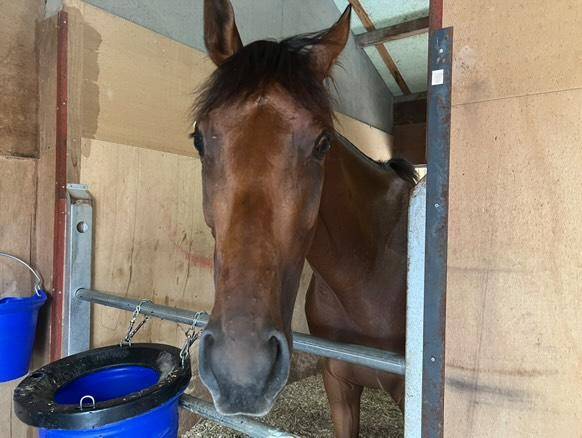 ゼンソレイユの画像