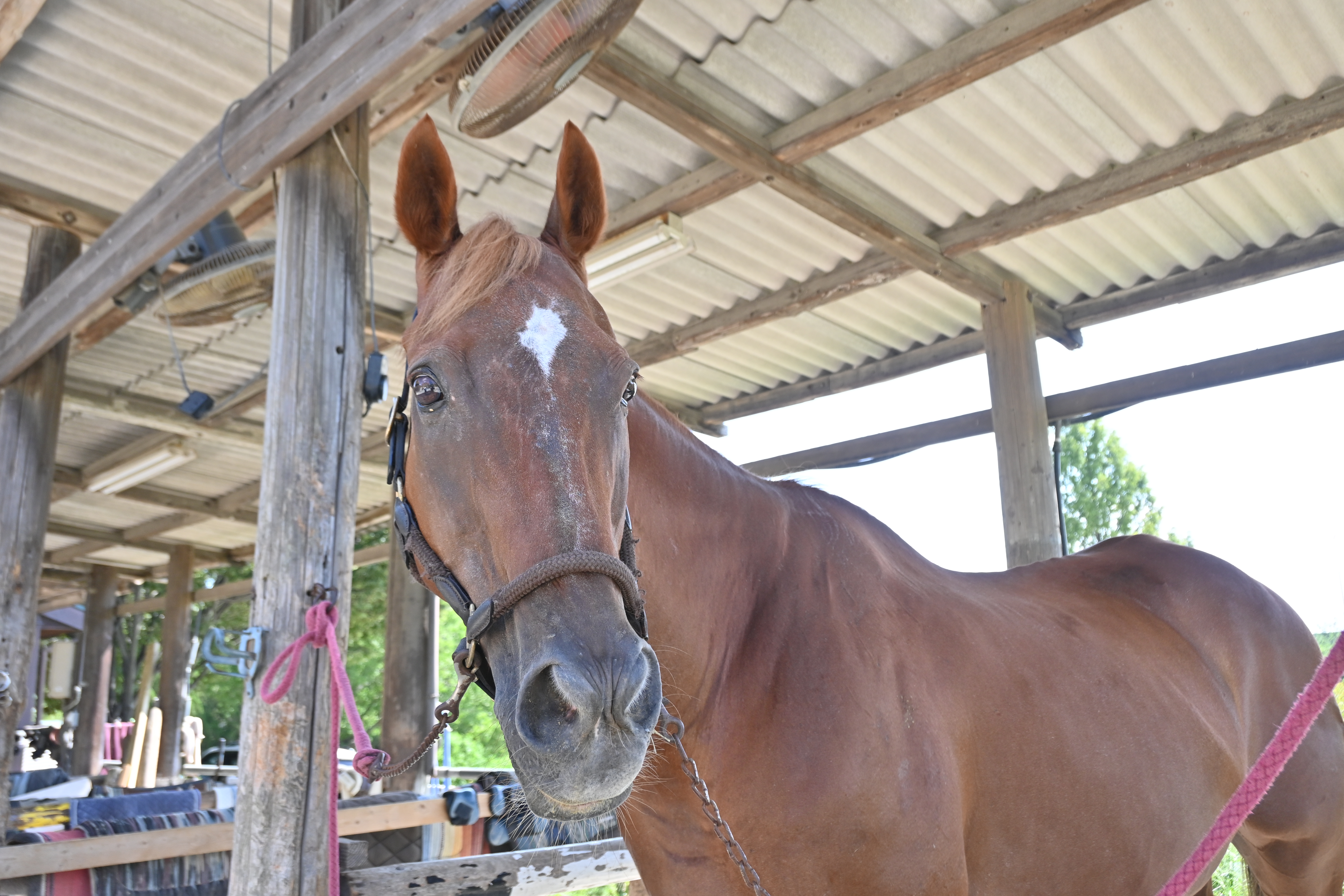 ナリタグランド