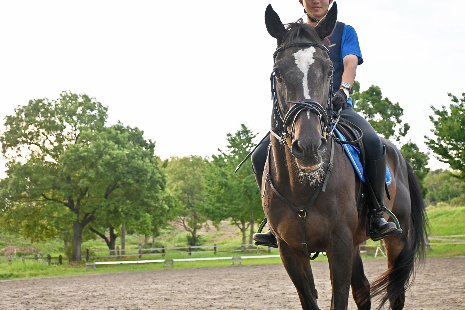 テーオーゼウス