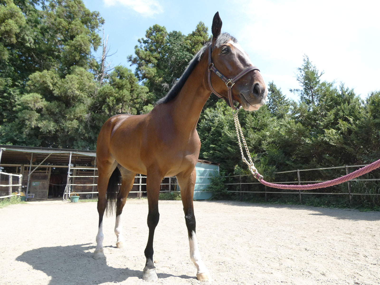 レッドスフェーン