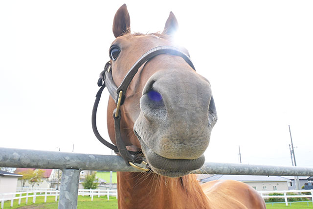 ヒガシウィルウィン