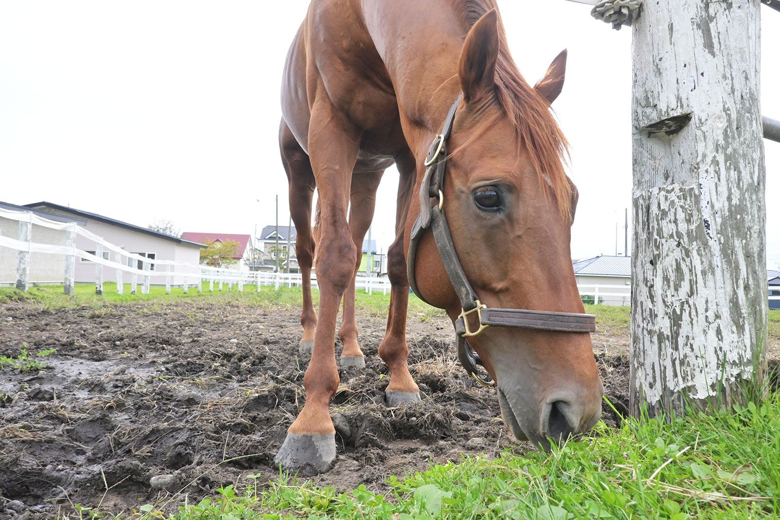 ヒガシウィルウィンのサブ画像