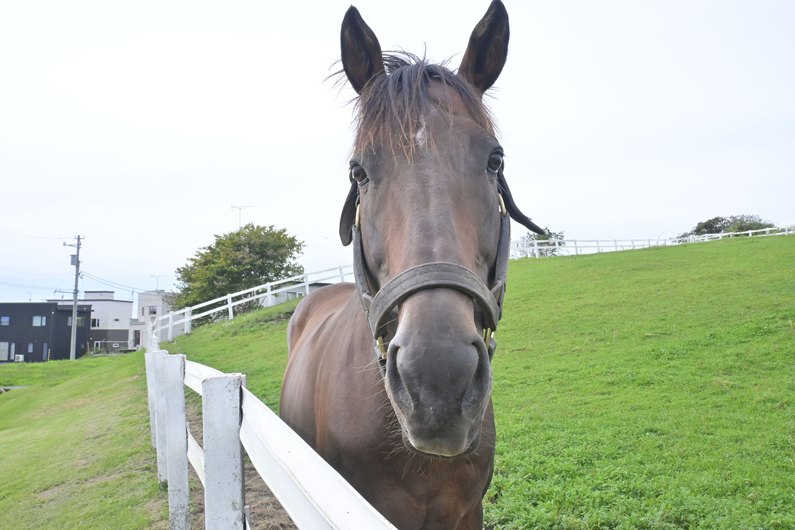 マルターズアポジー