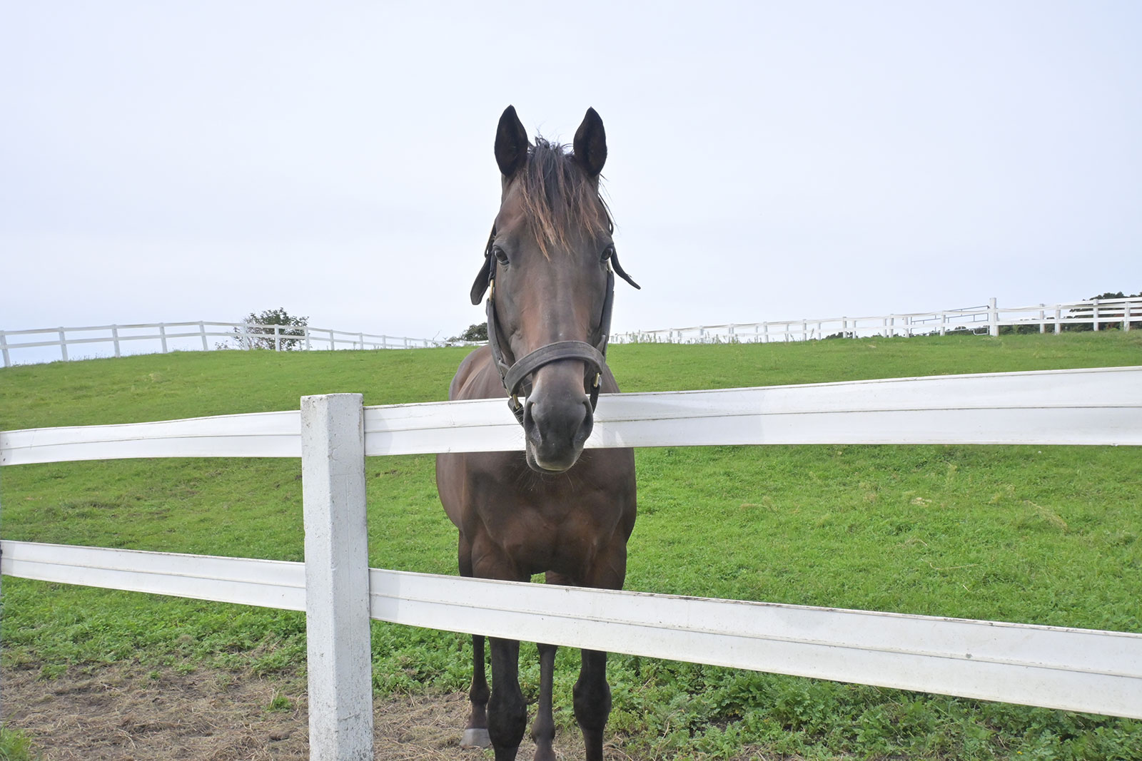 マルターズアポジーのサブ画像