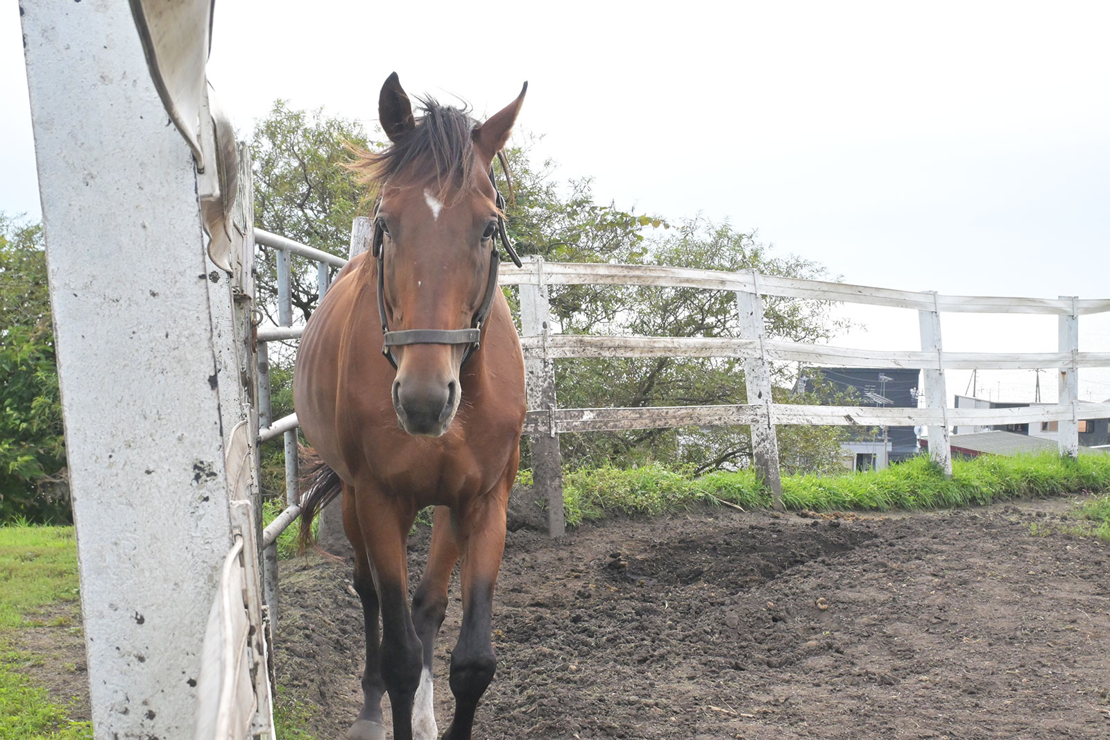 モンブランテソーロ