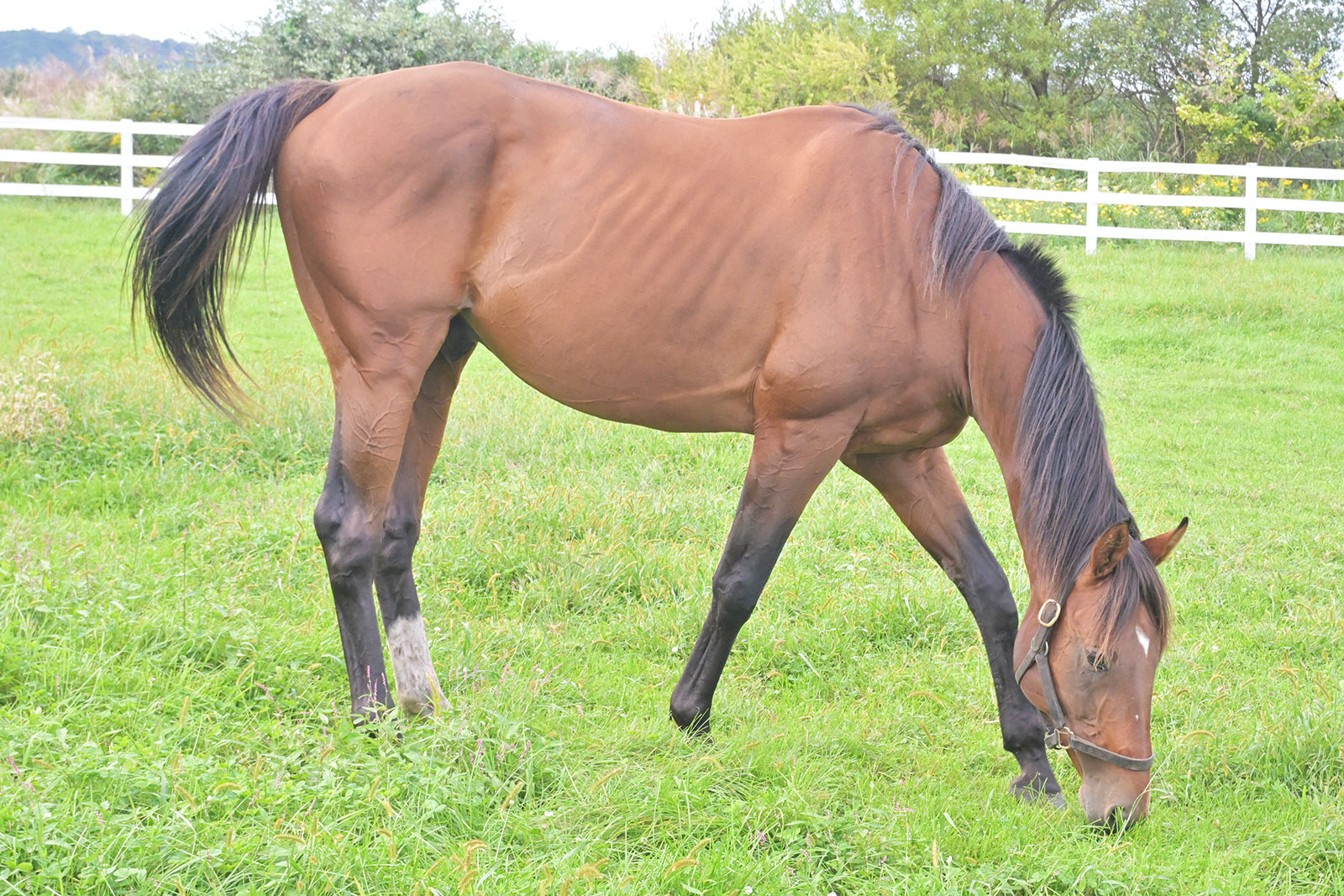 モンブランテソーロのサブ画像