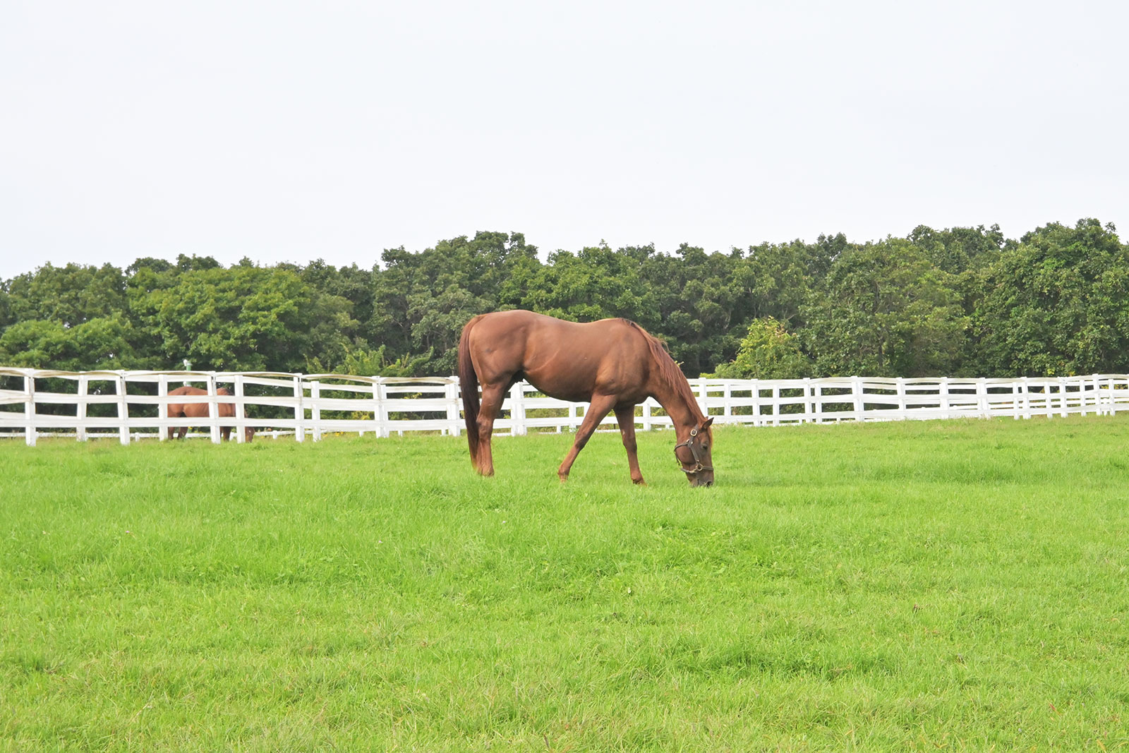ダノングッドのサブ画像
