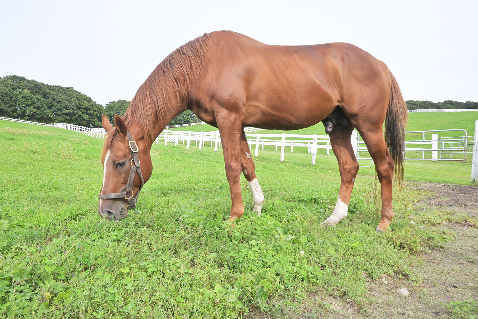 ゴールデンバローズのサブ画像