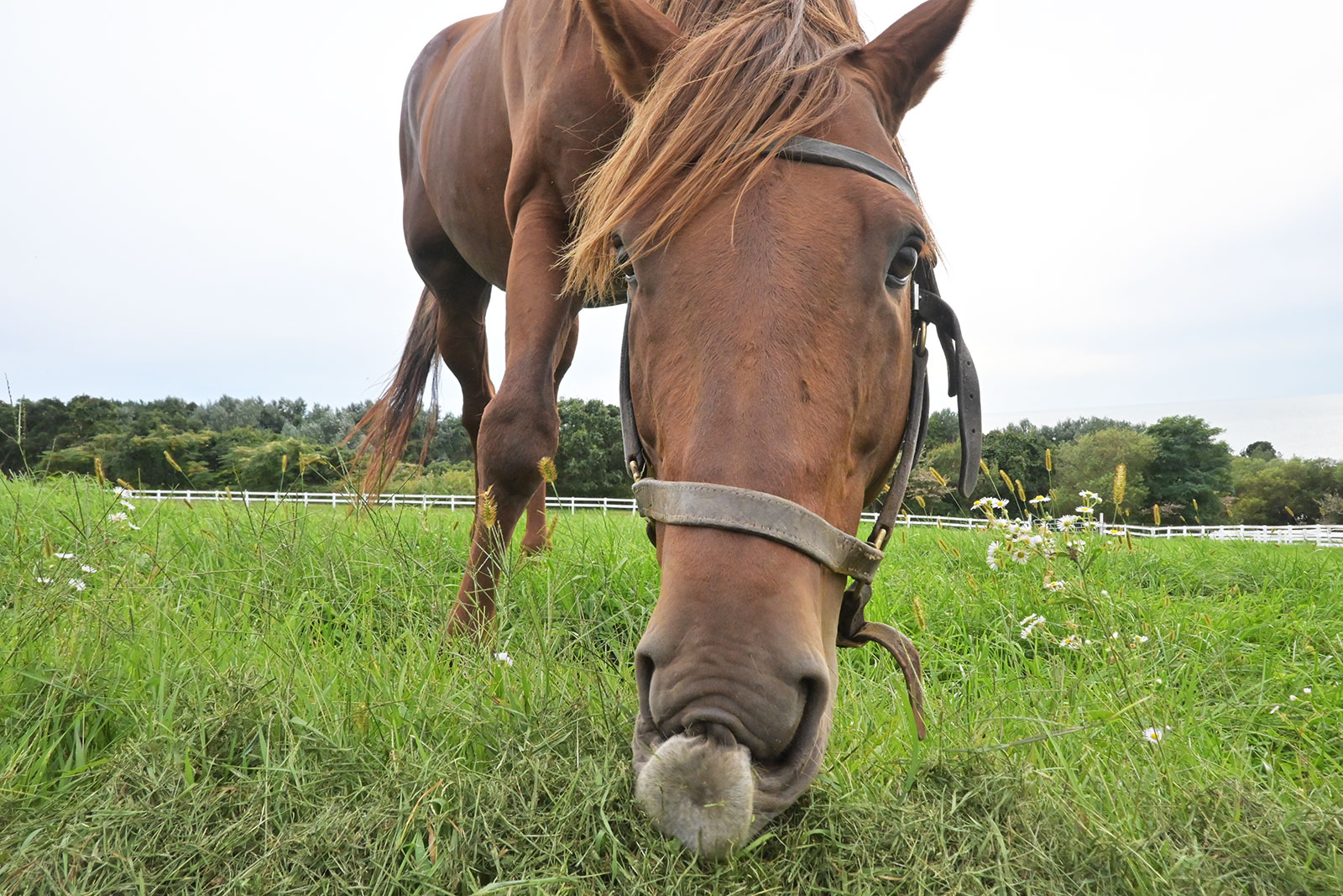 ワイドファラオのサブ画像