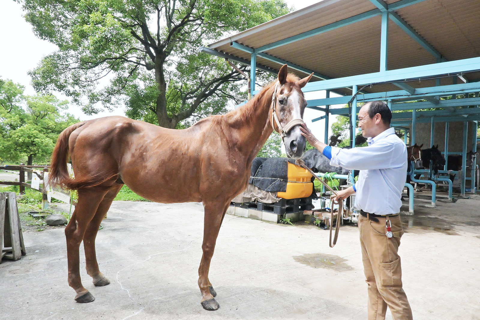 イブキウンリュウ