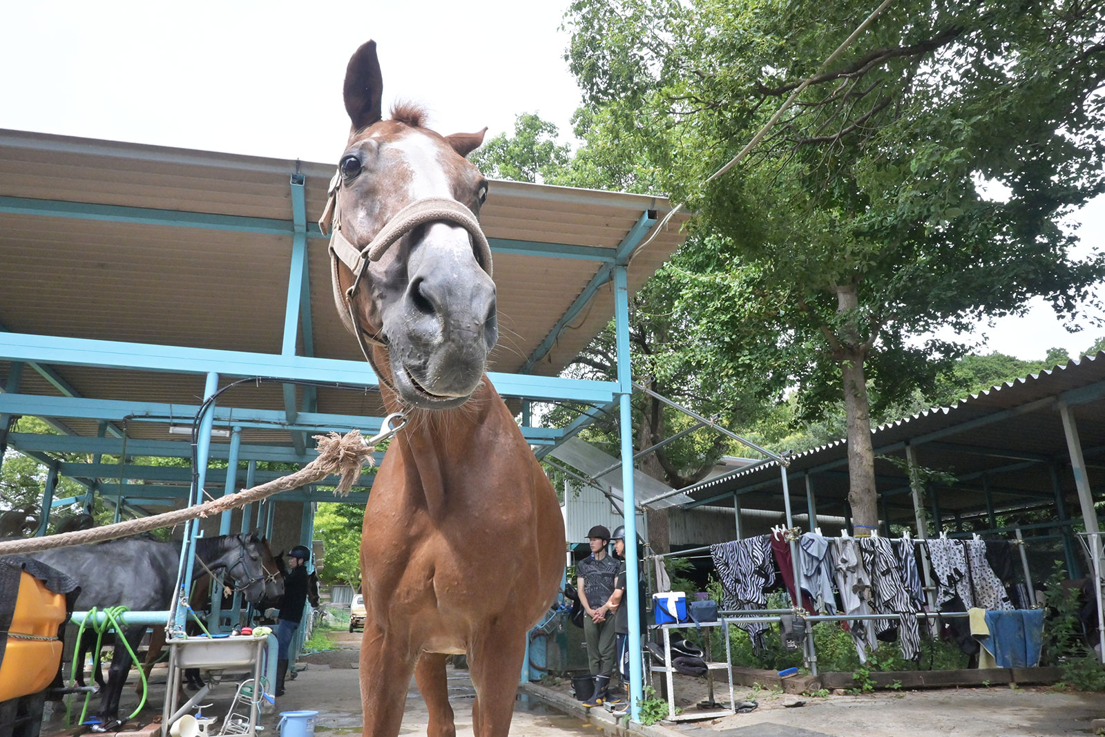イブキウンリュウのサブ画像