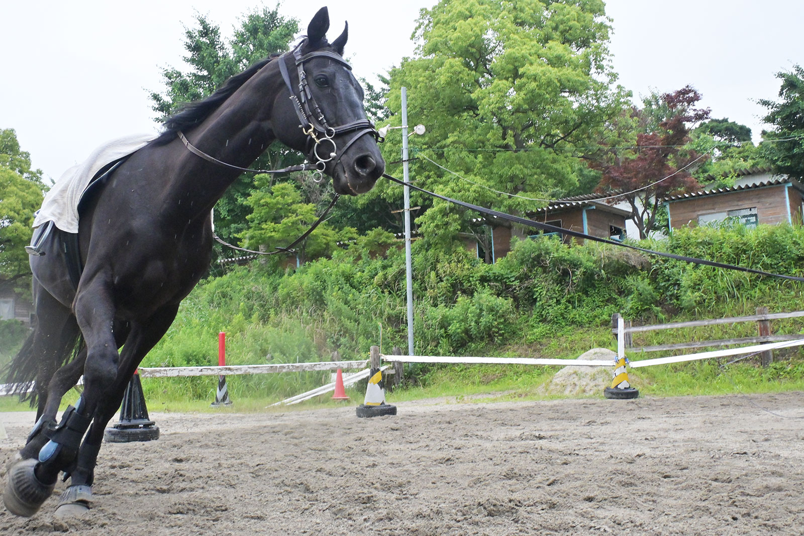 ギャラントウォリア