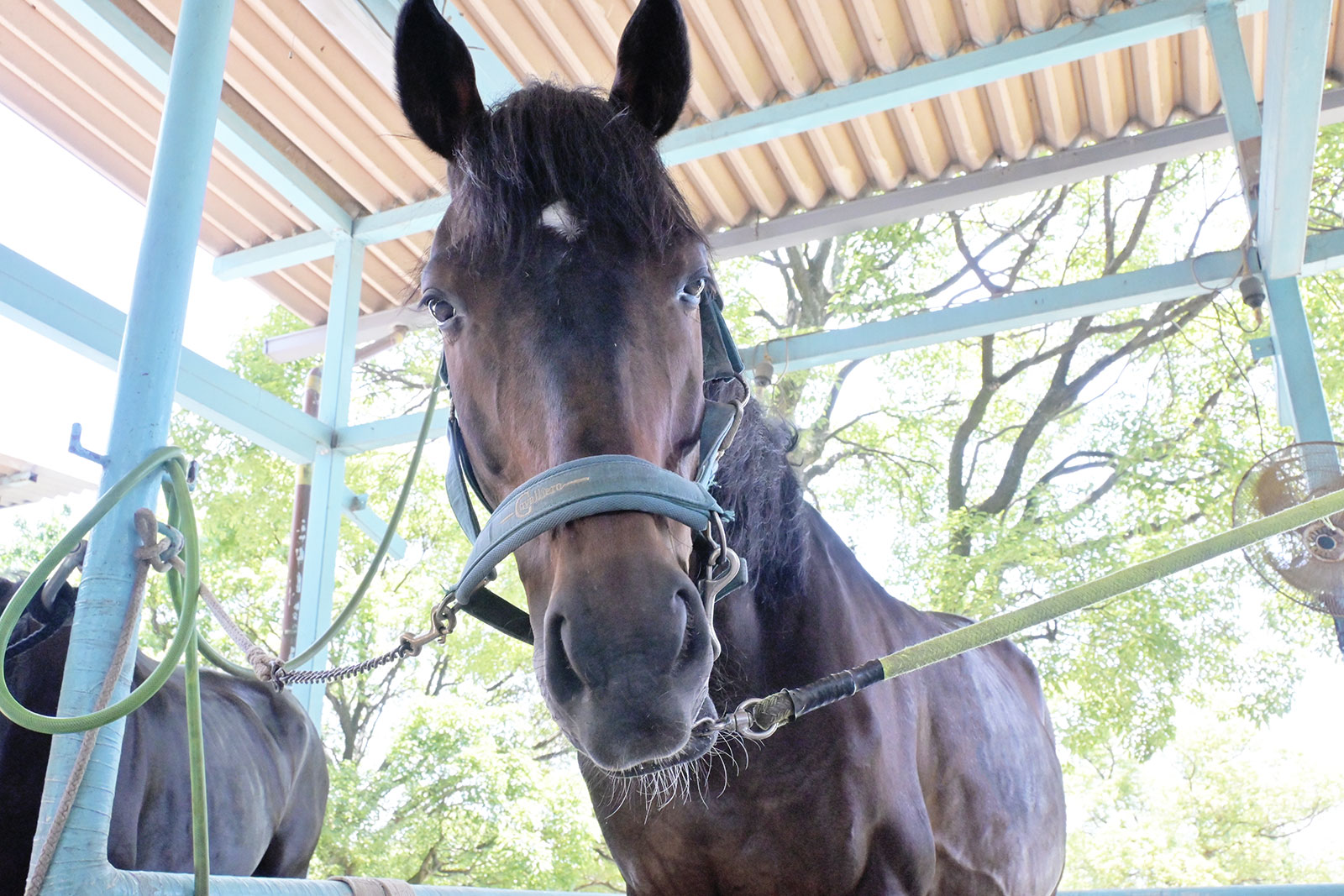 キングレイスター