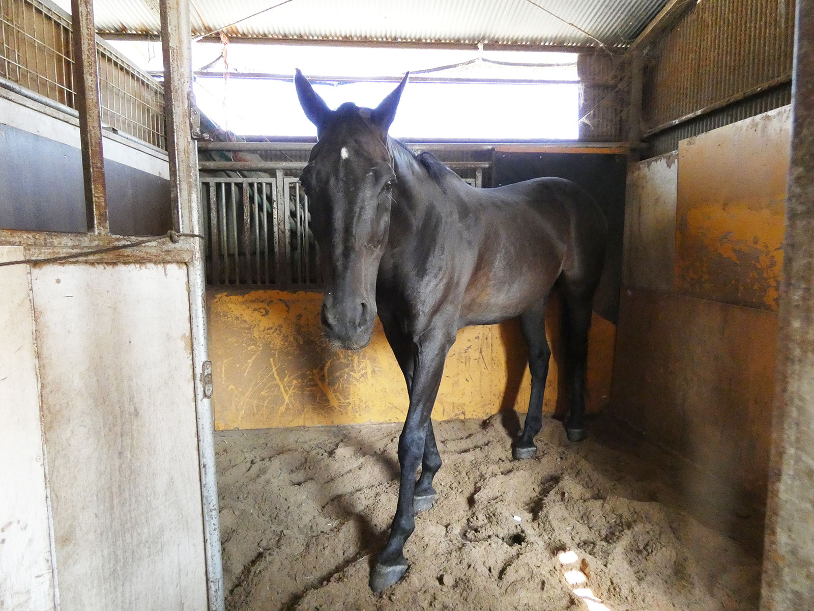 ワイルドシングスのサブ画像