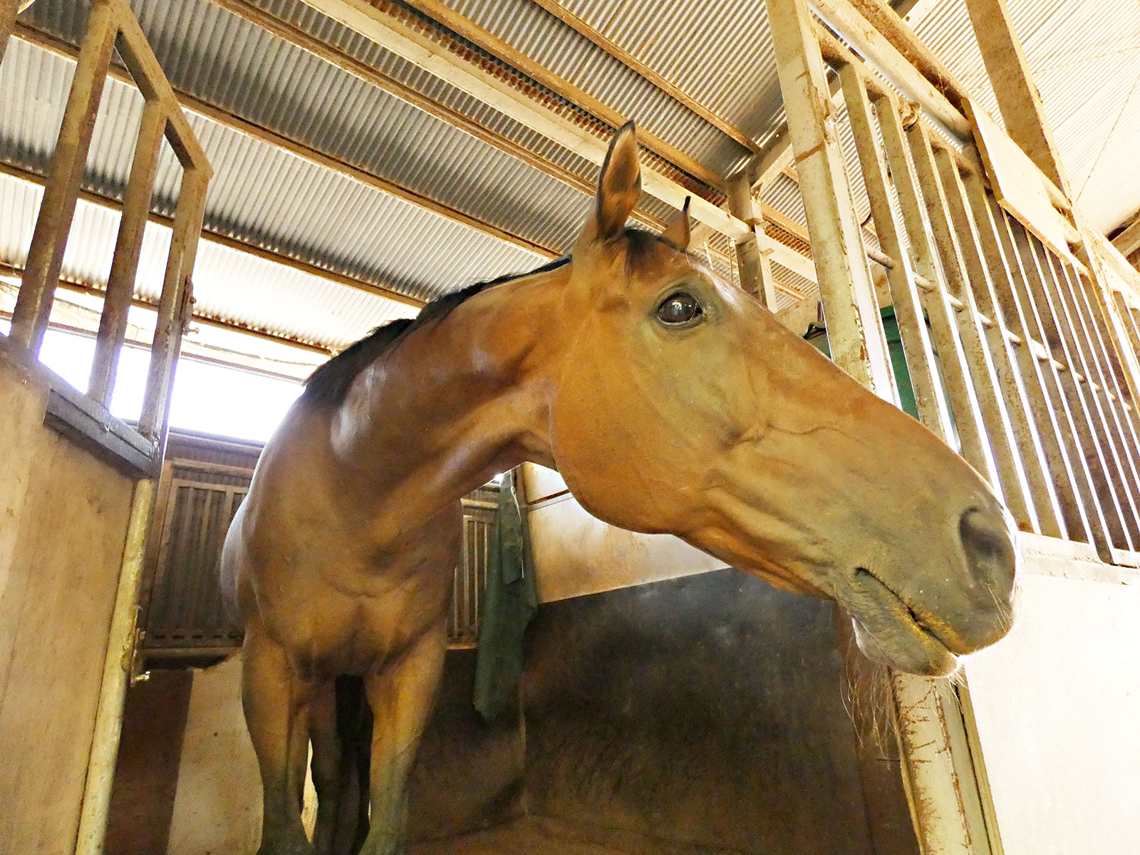 テラザインパクト