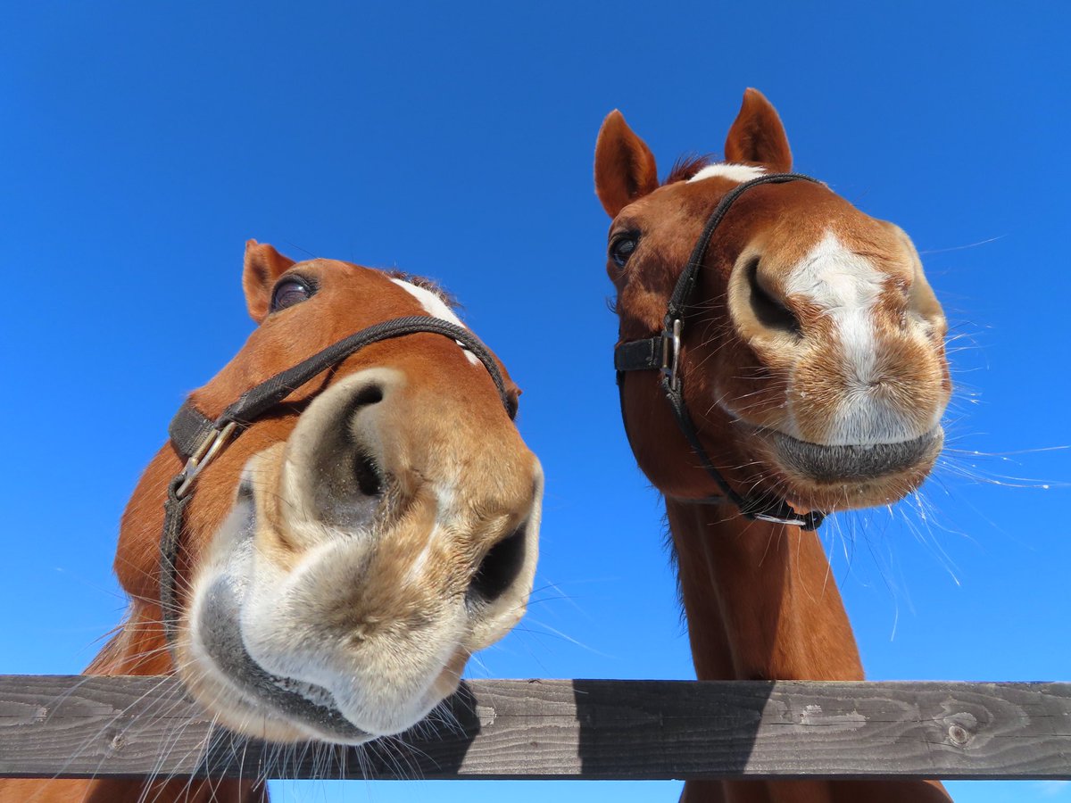 スズカフェニックス