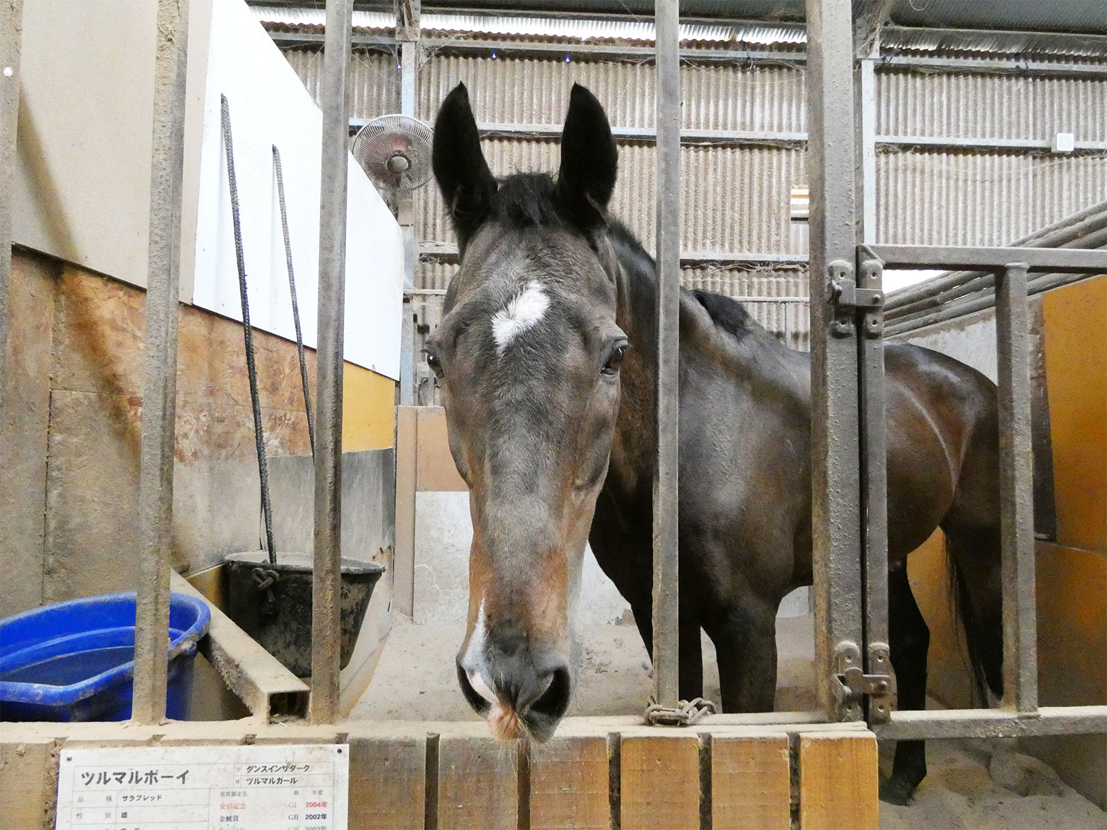 ツルマルボーイ