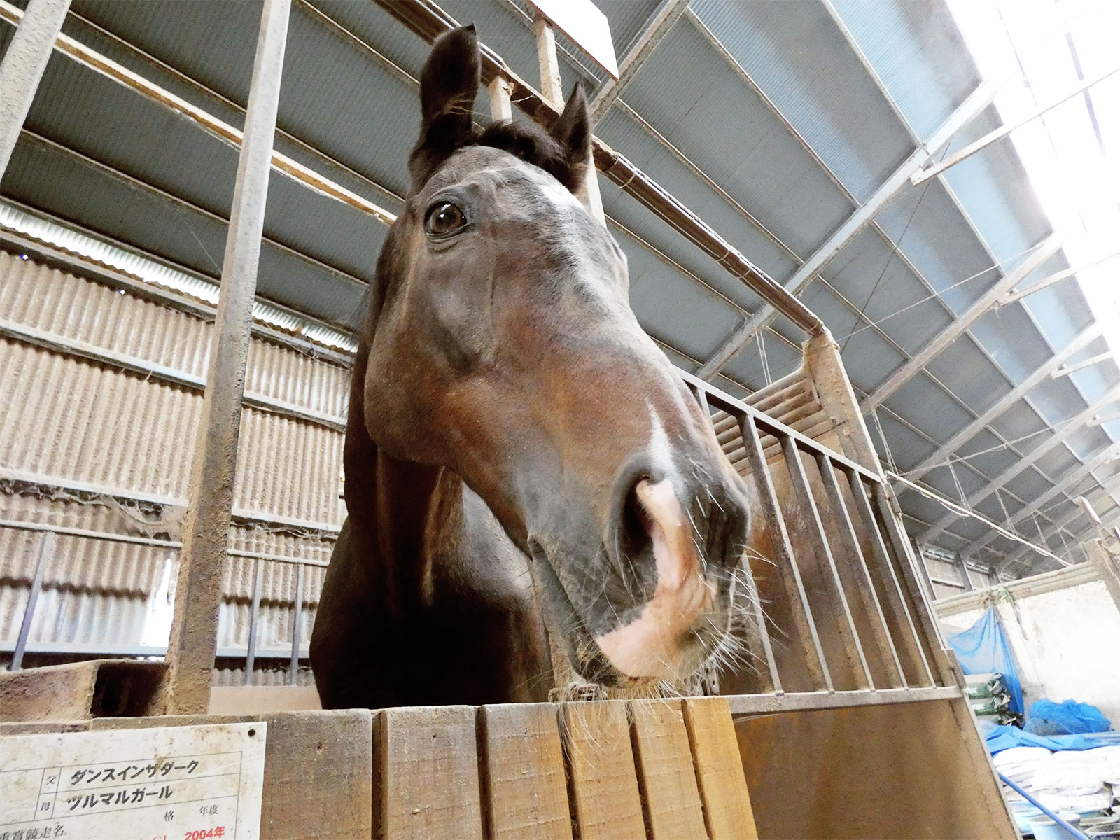 ツルマルボーイのサブ画像