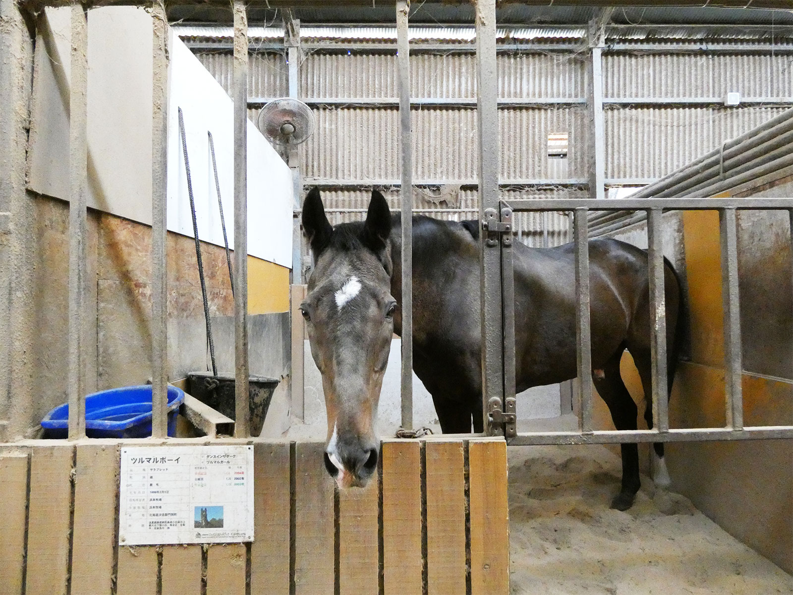 ツルマルボーイのサブ画像