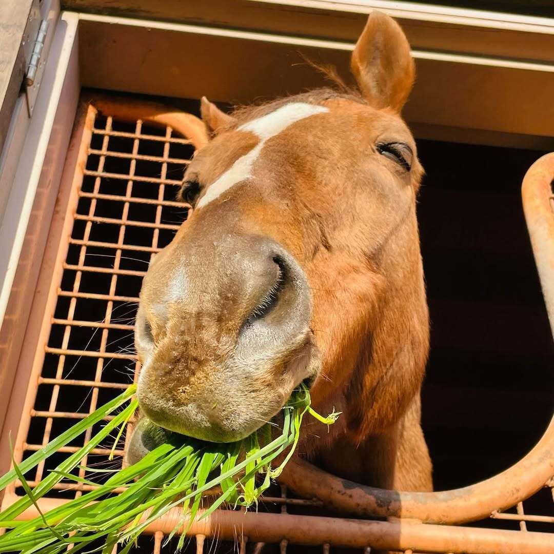 マイネルキッツのサブ画像