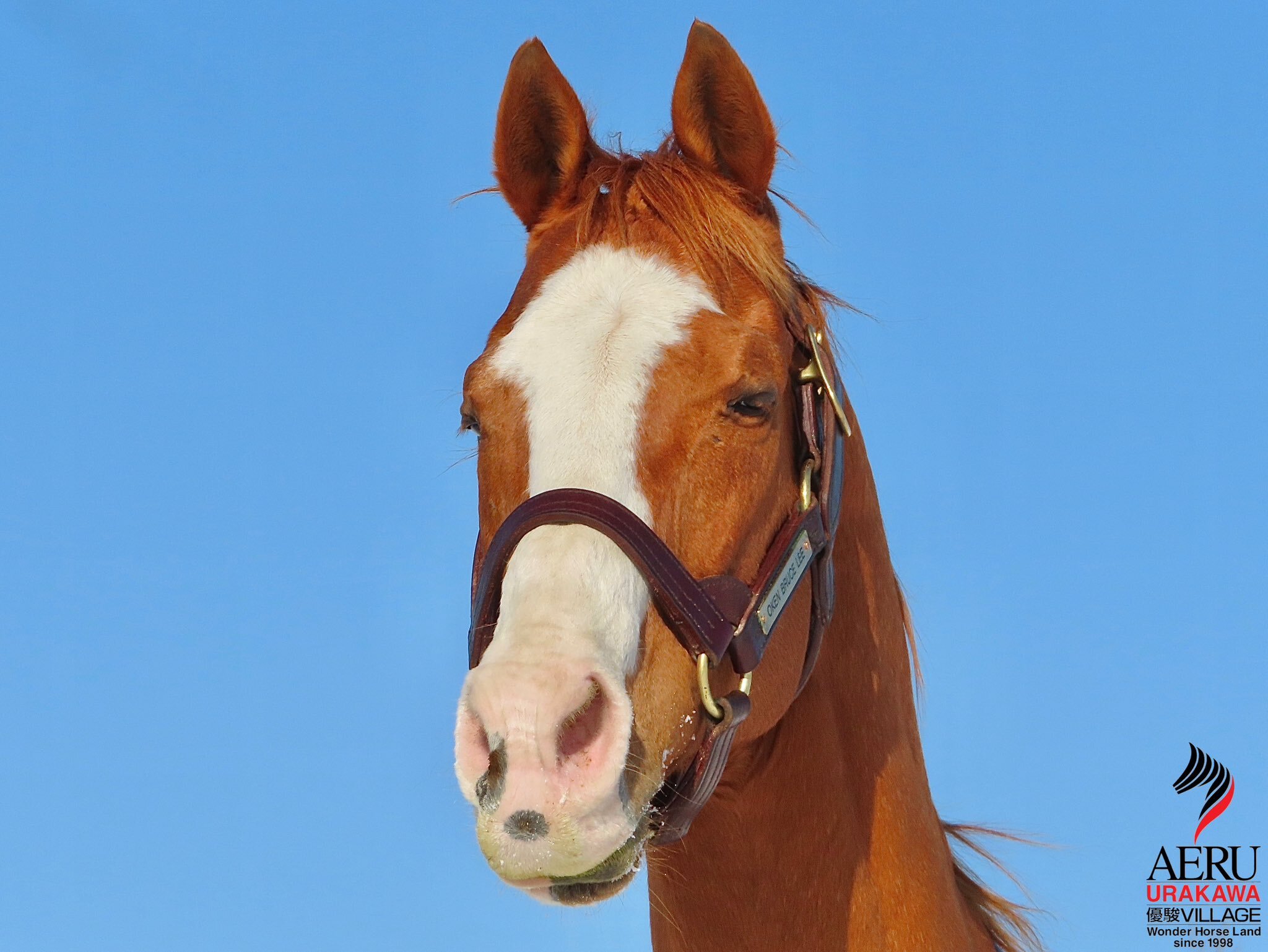 オウケンブルースリ