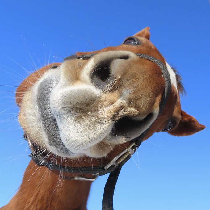 スズカフェニックスのサブ画像