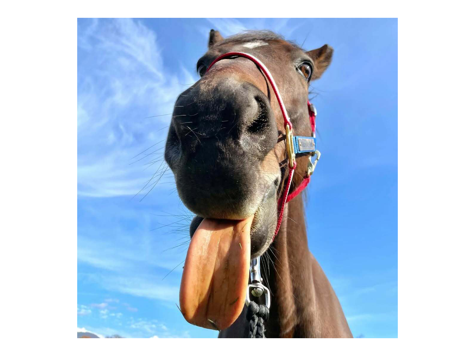 ナカヤマフェスタのサブ画像