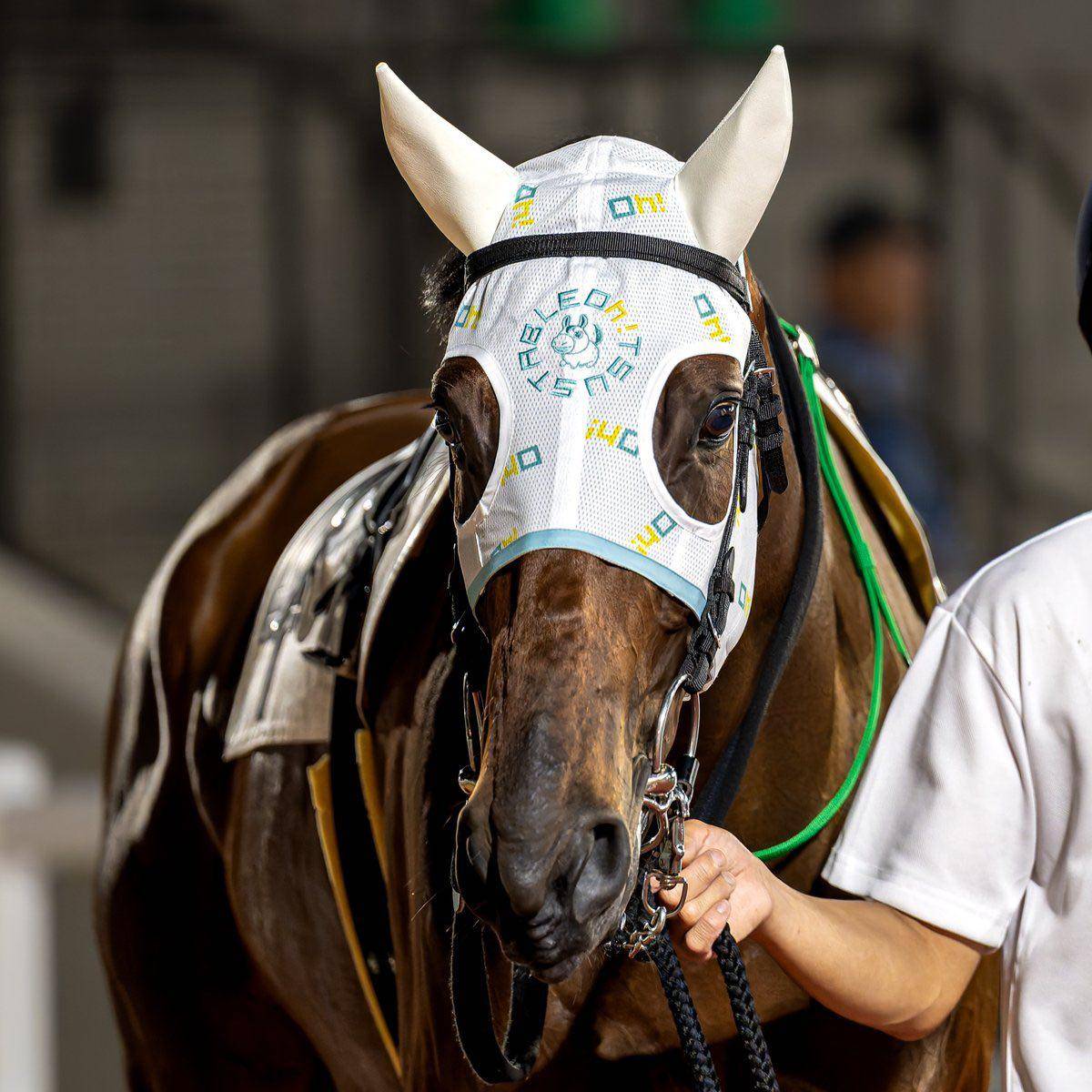 カレンタクトの画像