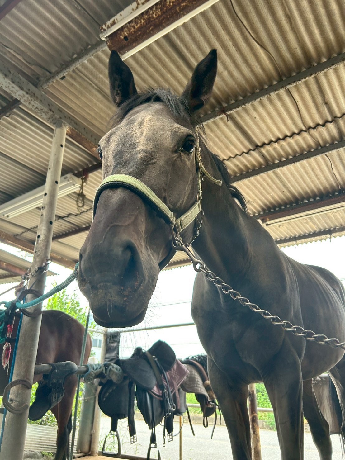 エナキョウのサブ画像