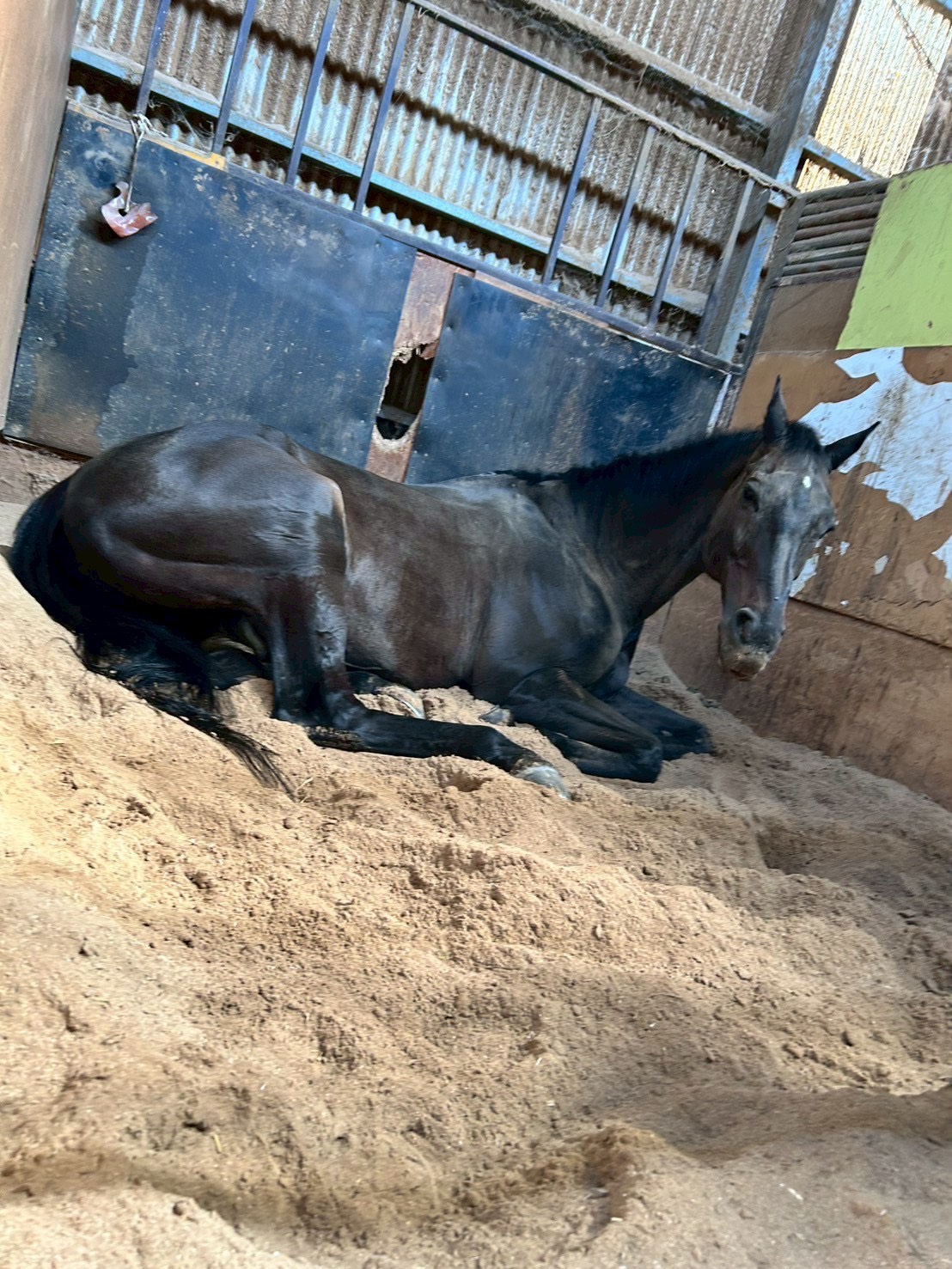 ワイルドシングス