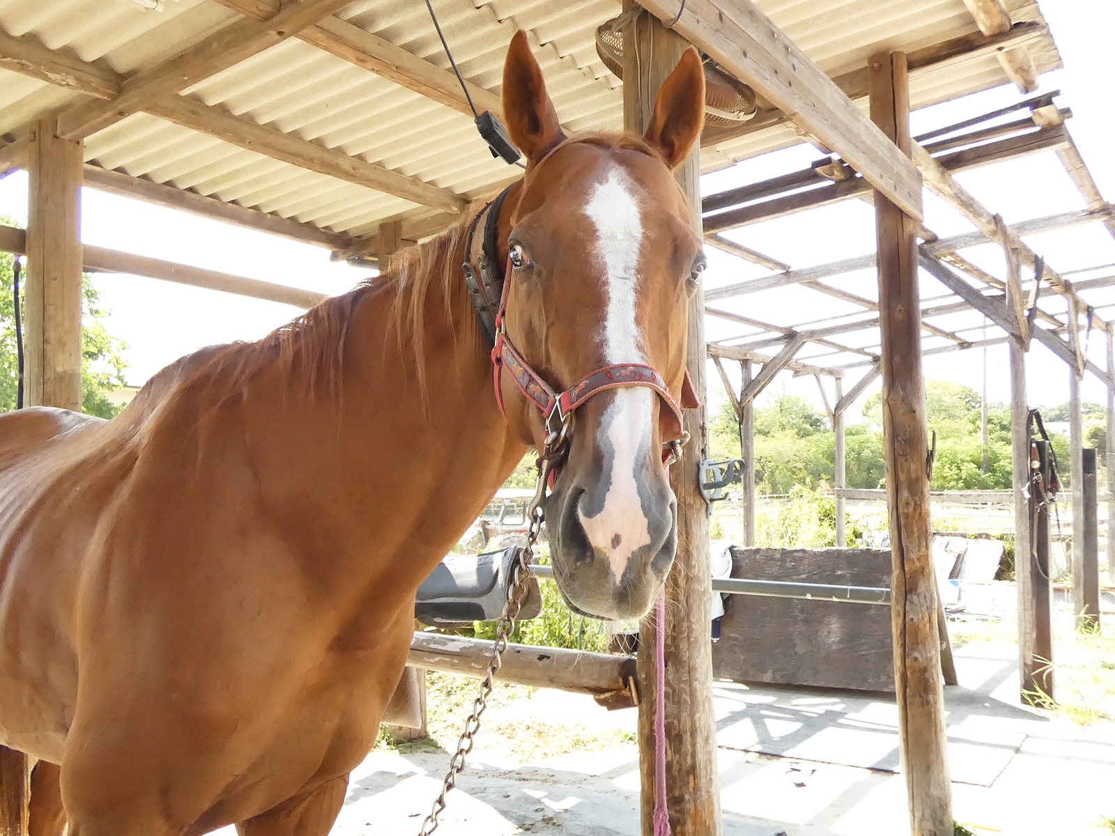 カミノネガイのサブ画像