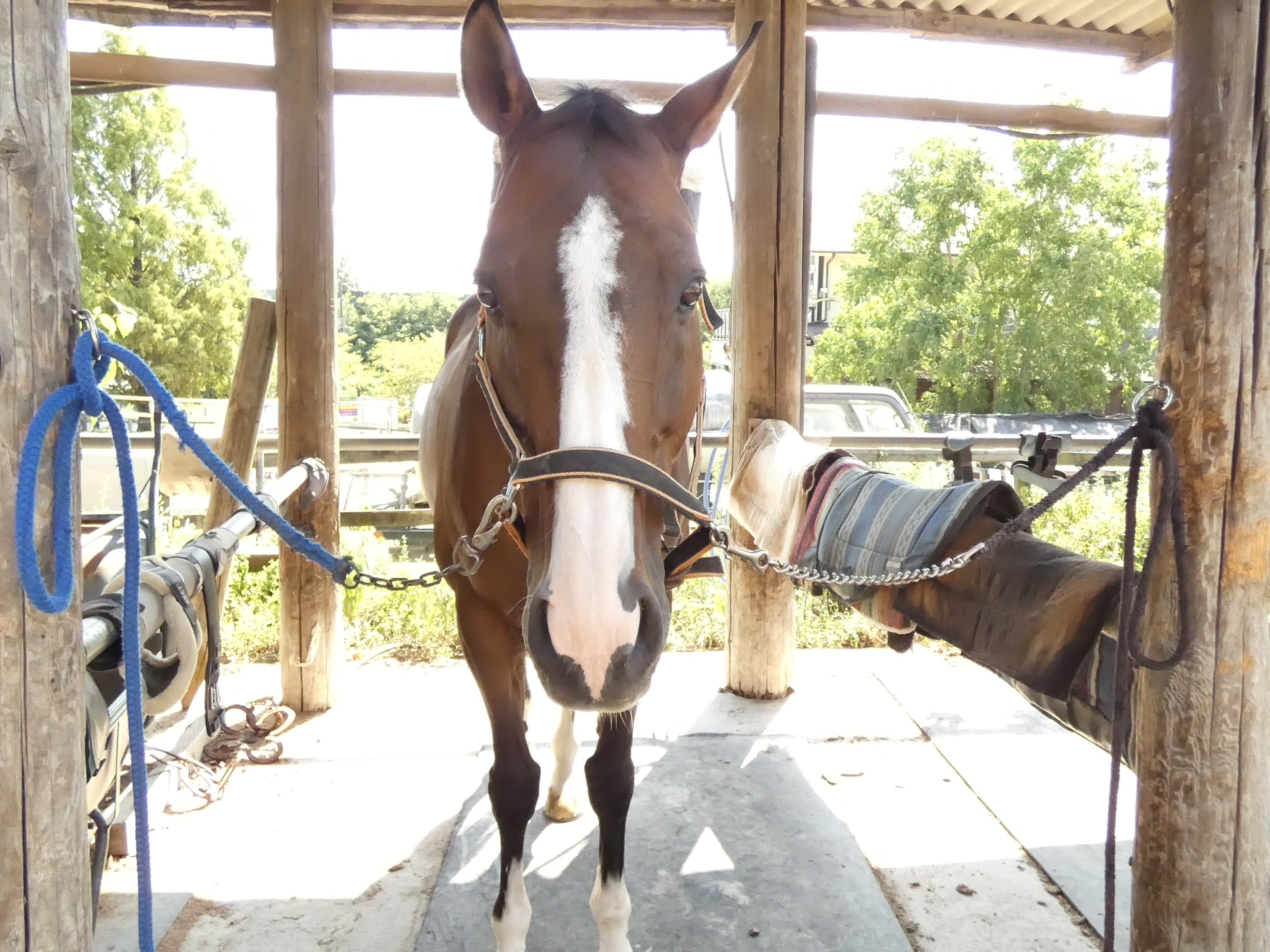 カカドゥのサブ画像