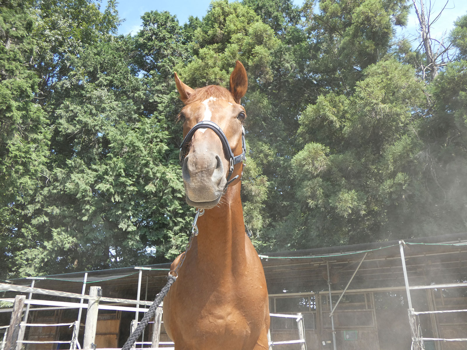 リベイラパレス