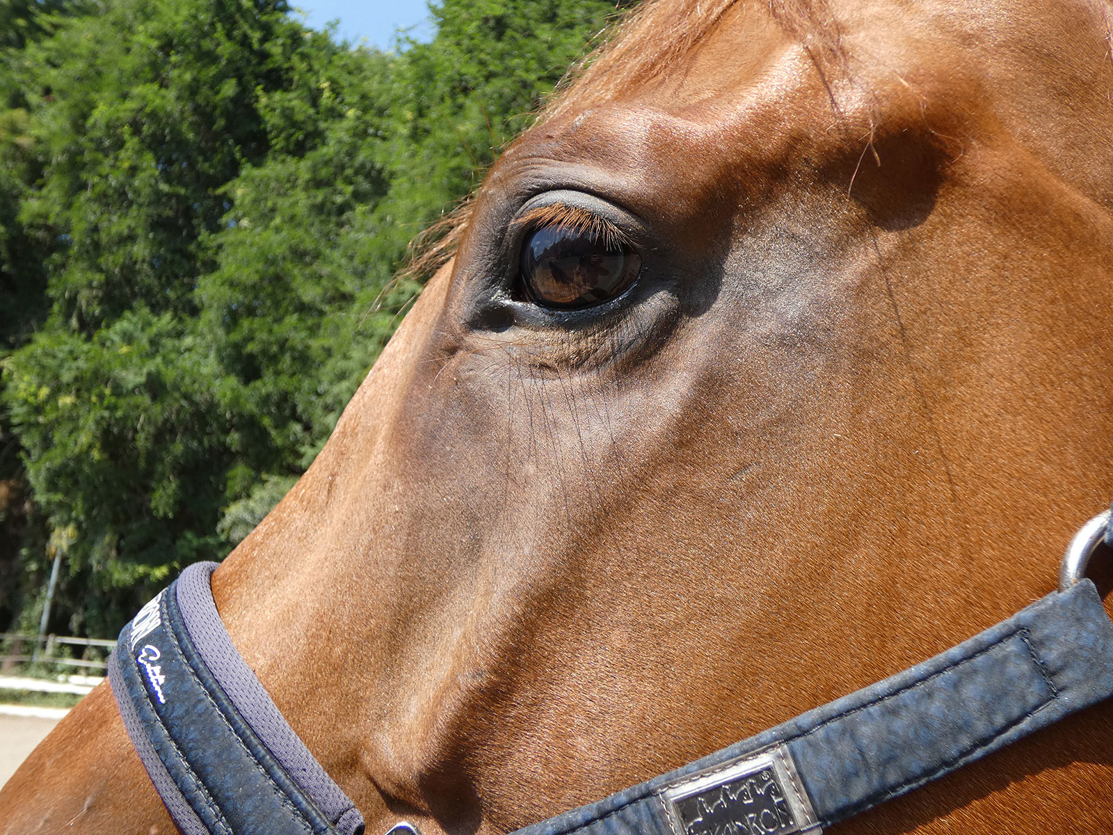 リベイラパレスのサブ画像