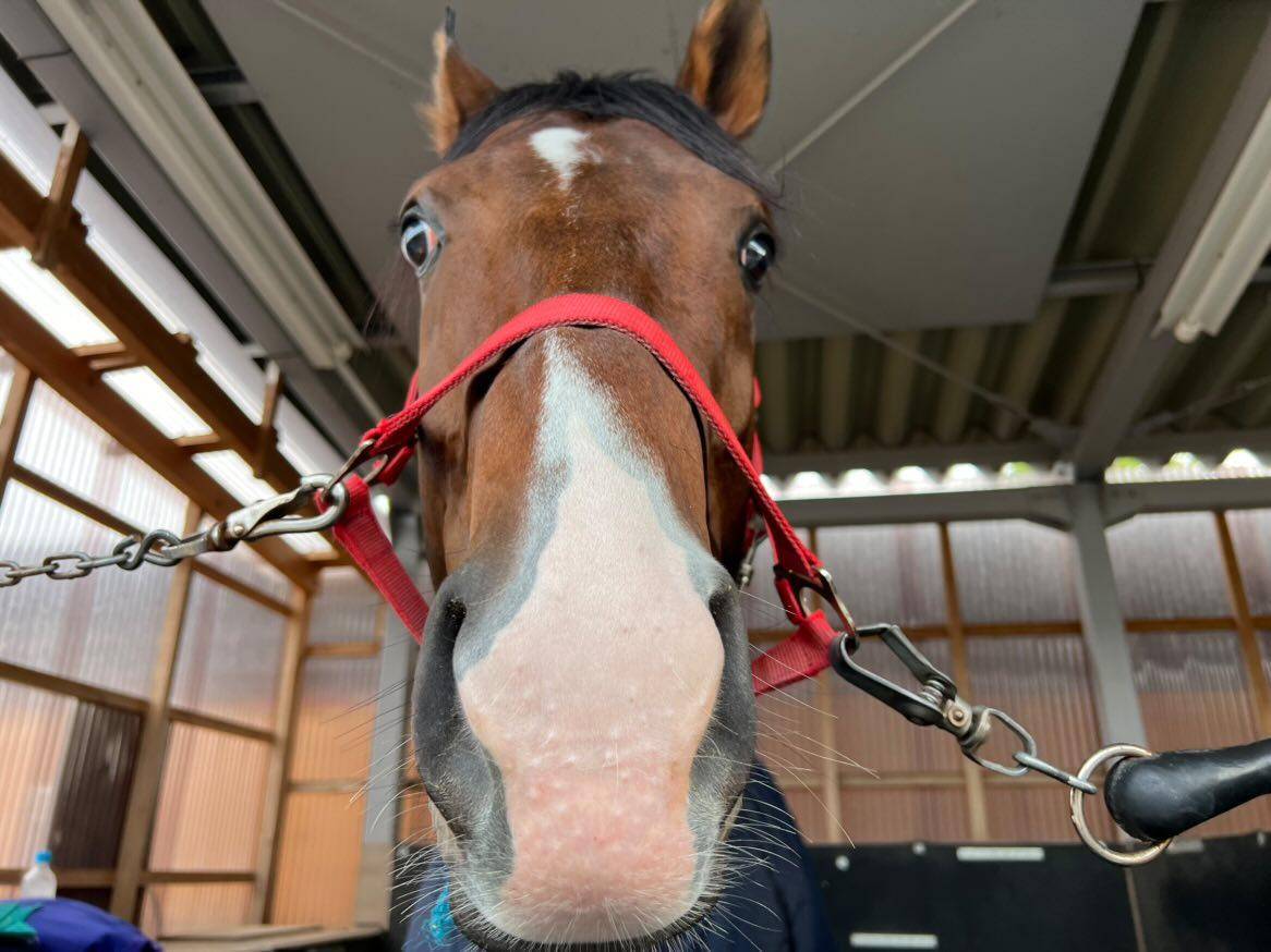 ルセルマンダムールの画像