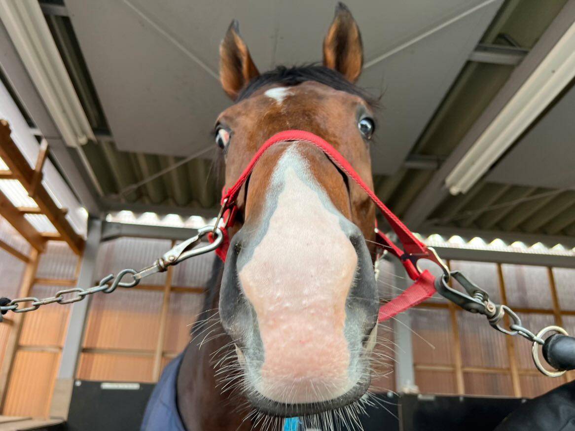 ルセルマンダムールのサブ画像