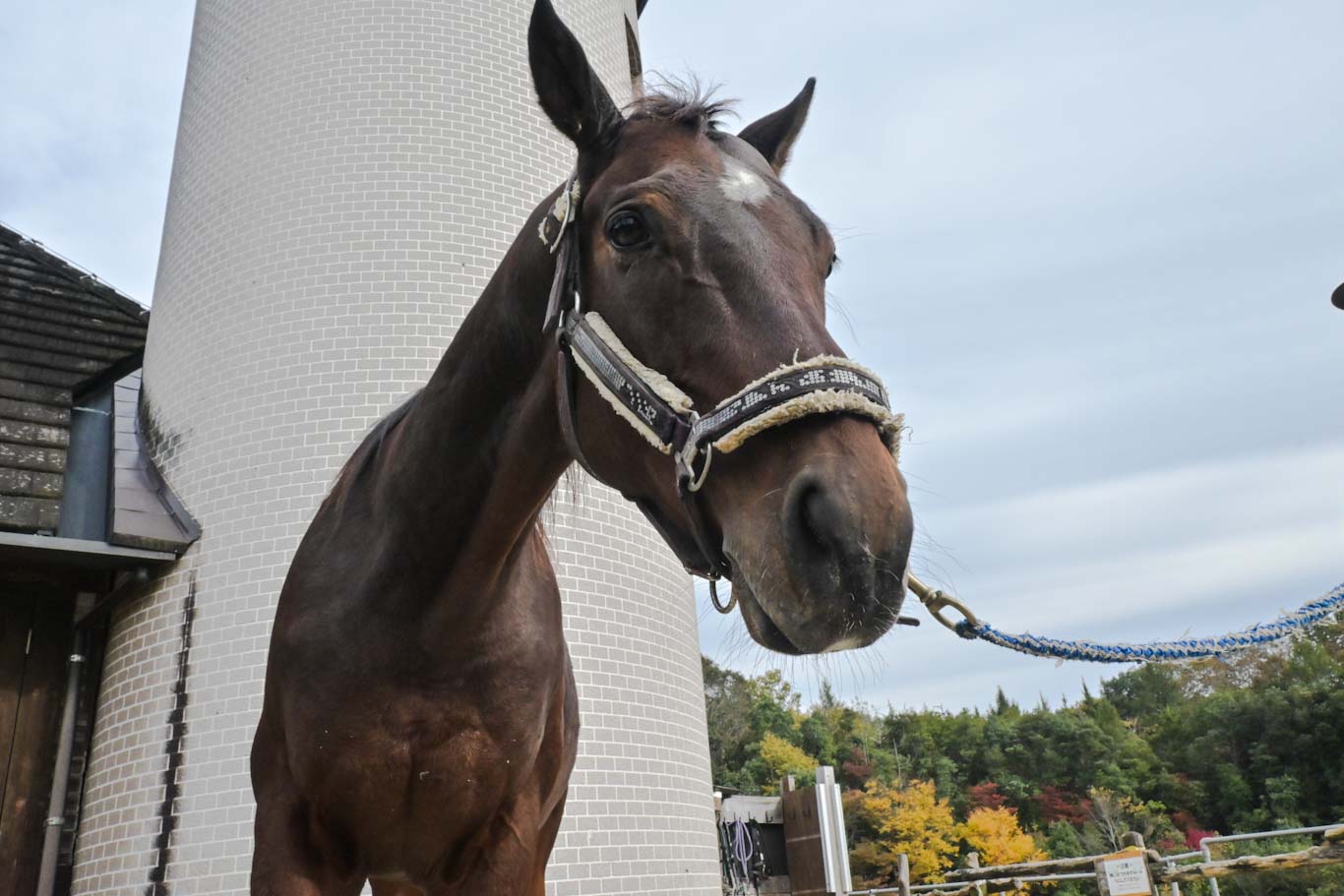 ダディーズマインド