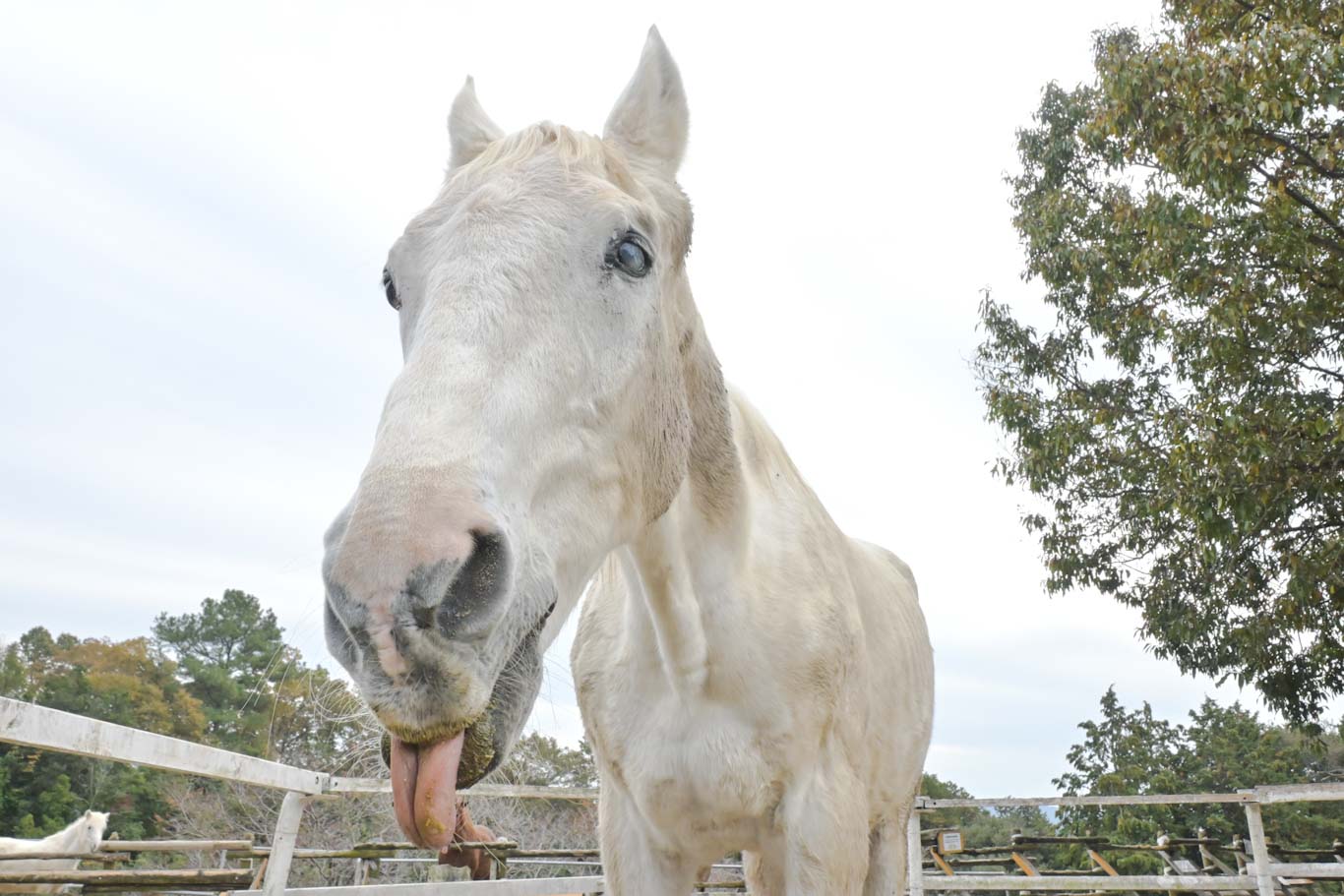 メルシーストロング