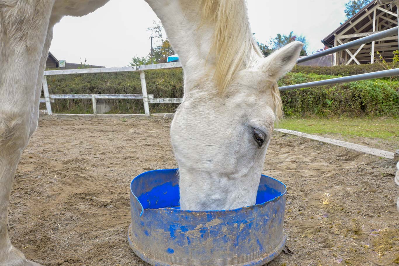 メルシーストロングのサブ画像
