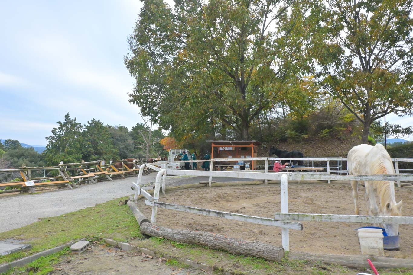 メルシーストロングのサブ画像