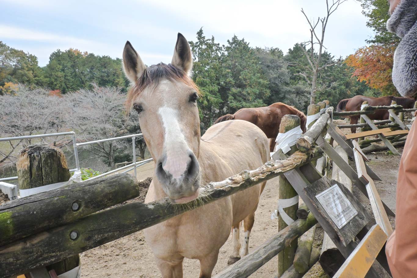 へレスのサブ画像