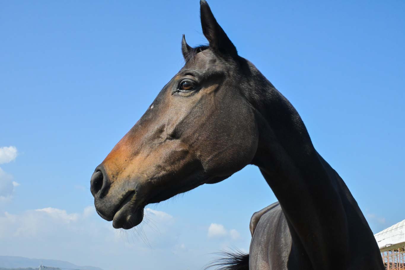 ゲヴュルツの画像