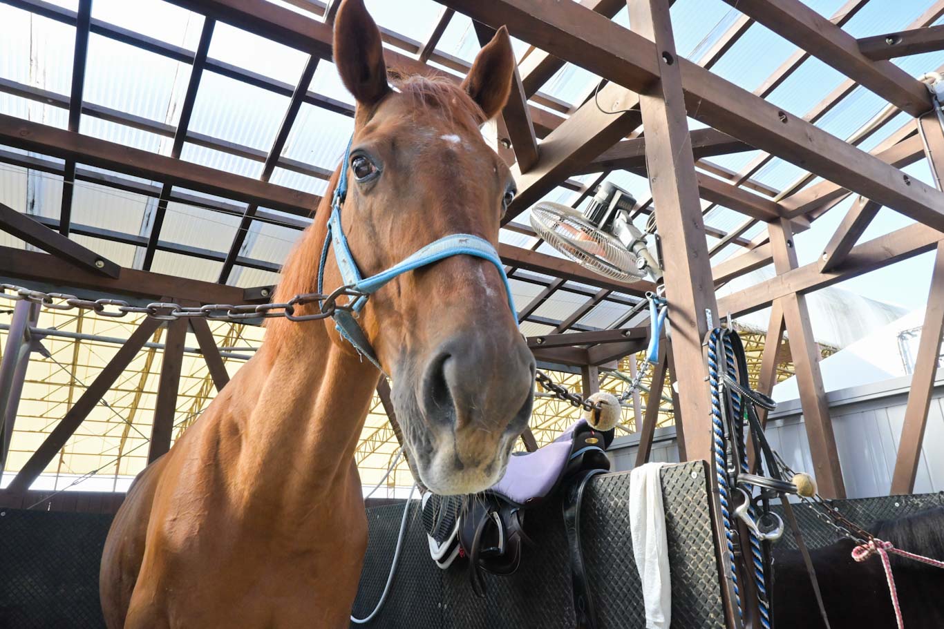 ワンダーアシャードの画像