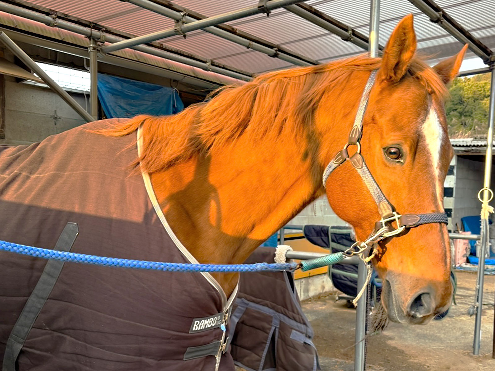 キャプテンペリーの画像