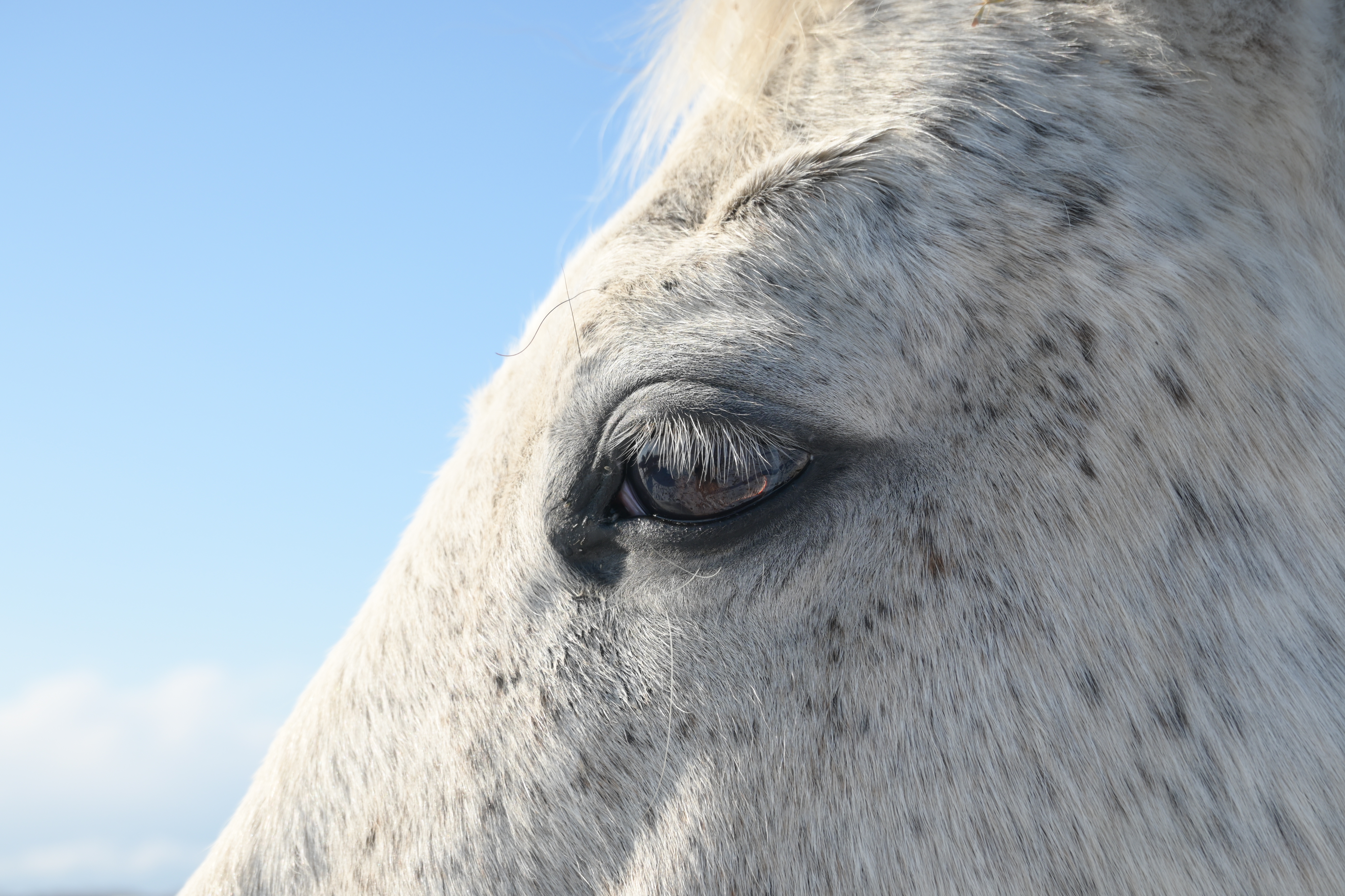 サーモピレーのサブ画像